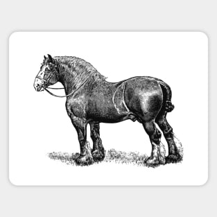 Draft Horse - Black and White Illustration Magnet